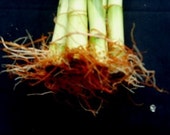 10 Stalks of 60 Inches Straight Lucky Bamboo (FREE SHIPPING )