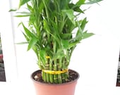 3 Tier, 4 quot 6 quot 8 quot Top Quality Lucky Bamboo 6 39 39 pot For Feng Shui (Free Shipping)