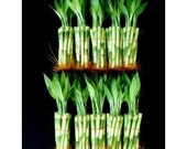 100 Pieces of 6 Inches Straight Lucky Bamboo (FREE SHIPPING)