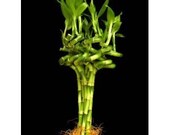 10 Stalks of 8 Inches Spiral Lucky Bamboo (FREE SHIPPING)