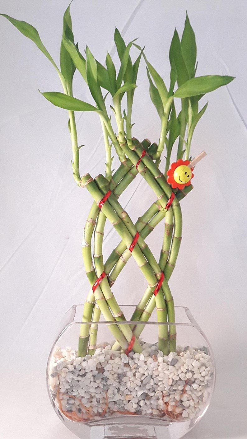 Live 8 Braided Style Lucky Bamboo Plant With Glass Vase Etsy