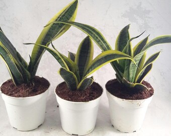 Superba Robusta Snake Plant - Sanseveria - 3 pack - Impossible to kill! - 4" Pot