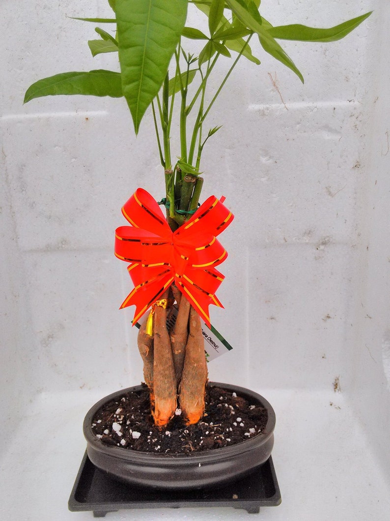 5 Braided !   Money Trees Bonsai With Water Tray And Fertilizer Etsy - 