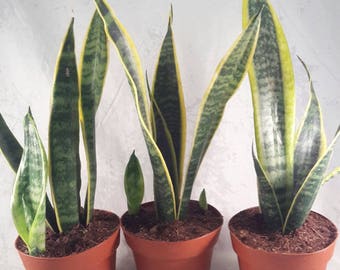 Laurentii Snake Plant - Sanseveria - 3 pack - Impossible to kill! - 4" Pot