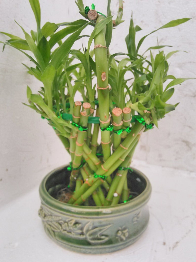 Live Spiral Large Basket Style Lucky Bamboo Plant Arrangement Etsy