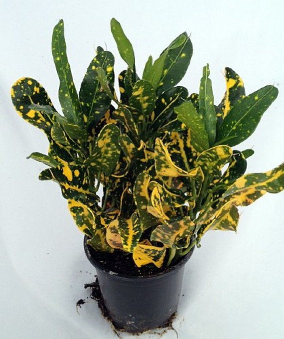 Banana Croton 3 5 Pot Colorful House  Plant  FREE  Etsy