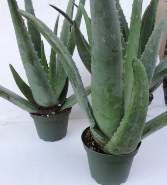 Mature plants fast photos 357