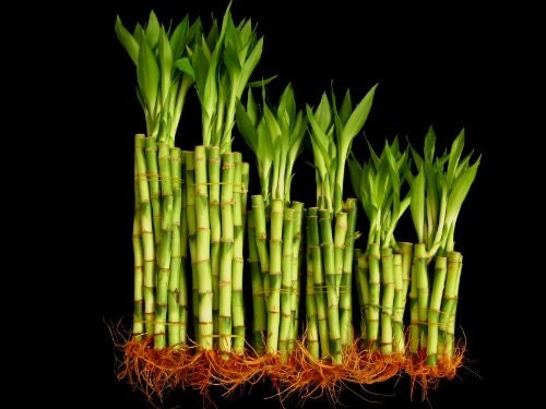 60 tiges de bambou tout droit chanceux (20 x 4", 20 x 6 « et 20 x 8 ») (livraison gratuite) 60 tiges de bambou tout droit chanceux (20 x x x 4