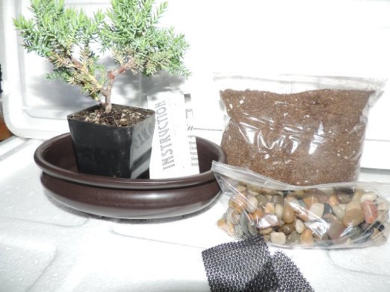 Bonsai Potting Kit 6 25 Bonsai Pot Included Etsy - image 0