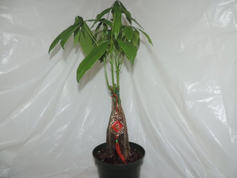 Money Tree Bonsai 5 Braided 20 Inches Tall Free Etsy - image 0
