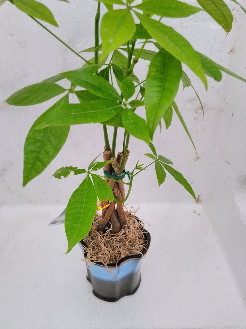 Lucky 5 Money Tree Plants Braided Into 1 Tree Pachira Etsy - image 0
