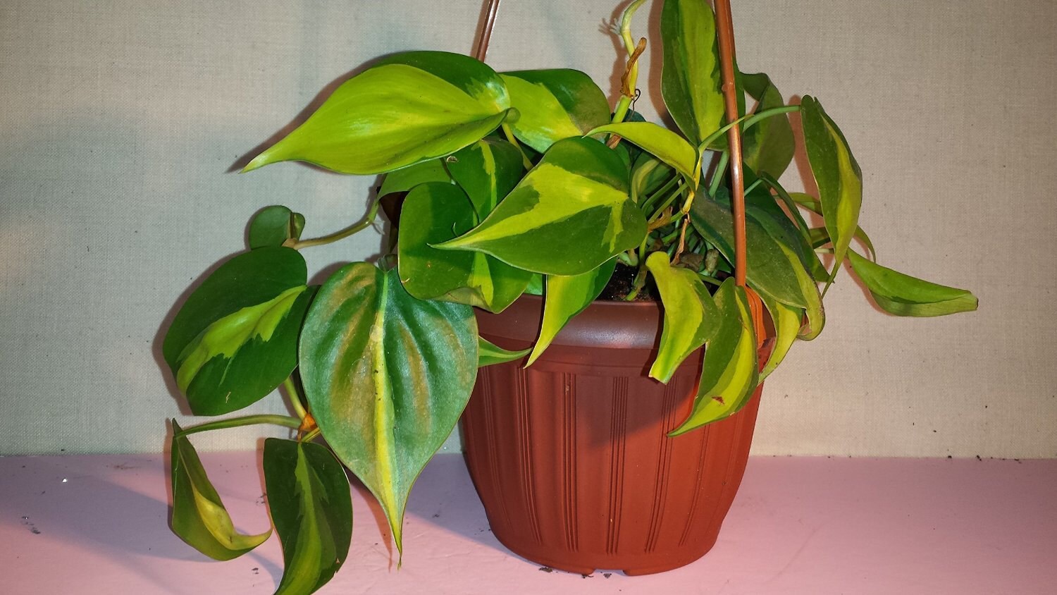 Download Brasil Philodendron Leaf Pictures