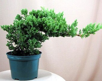 Japanese Juniper Bonsai Starter Tree - 4" pot - Juniperus procumbens 'Nana'+Bonsai (FREE SHIPPING)