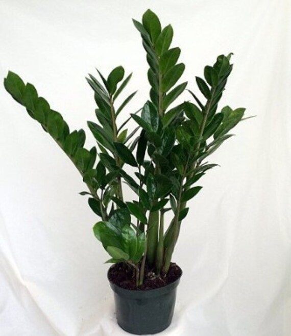 Rare ZZ Plant Zamioculcas zamiifolia House Plant 6 Etsy