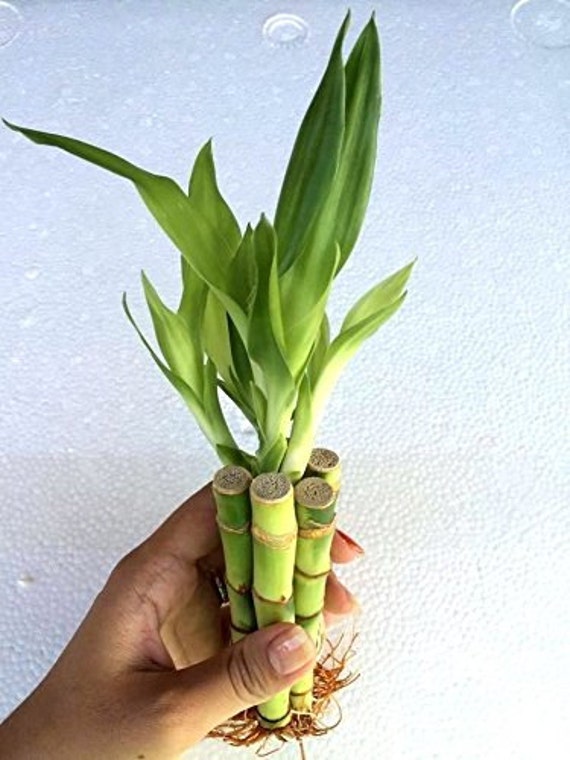 5 Stalks Of 4 Straight Lucky Bamboo Free Shipping Etsy