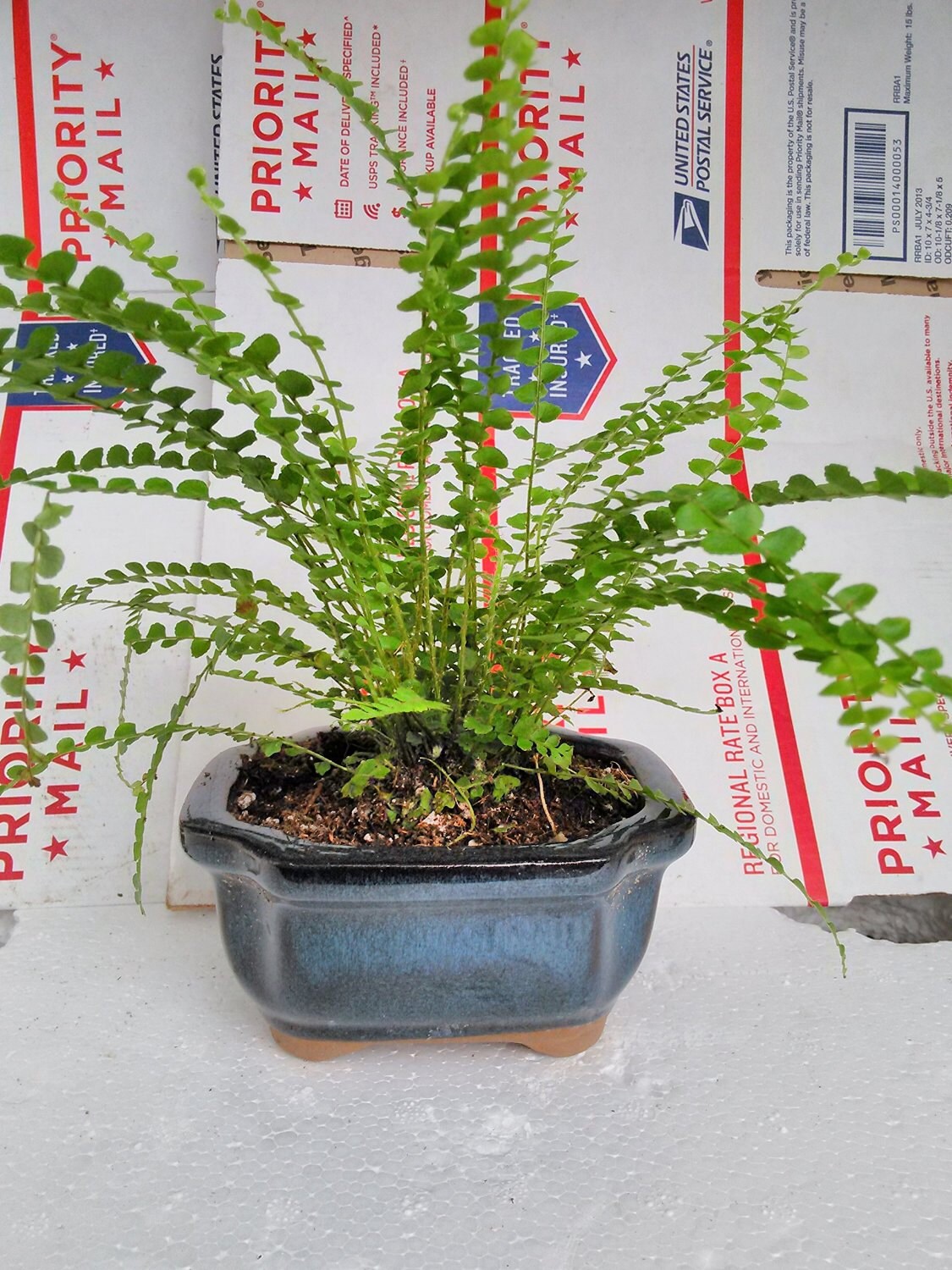 Lemon Button Fern Plant Bonsai Pot 4x4x2 for Better Growth Etsy