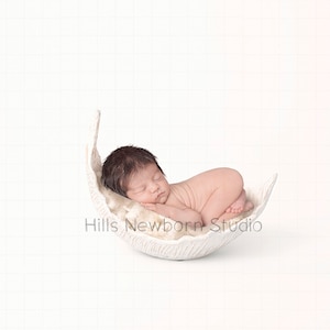 Newborn Digital Backdrop  Curved White leaf with cream curly layer