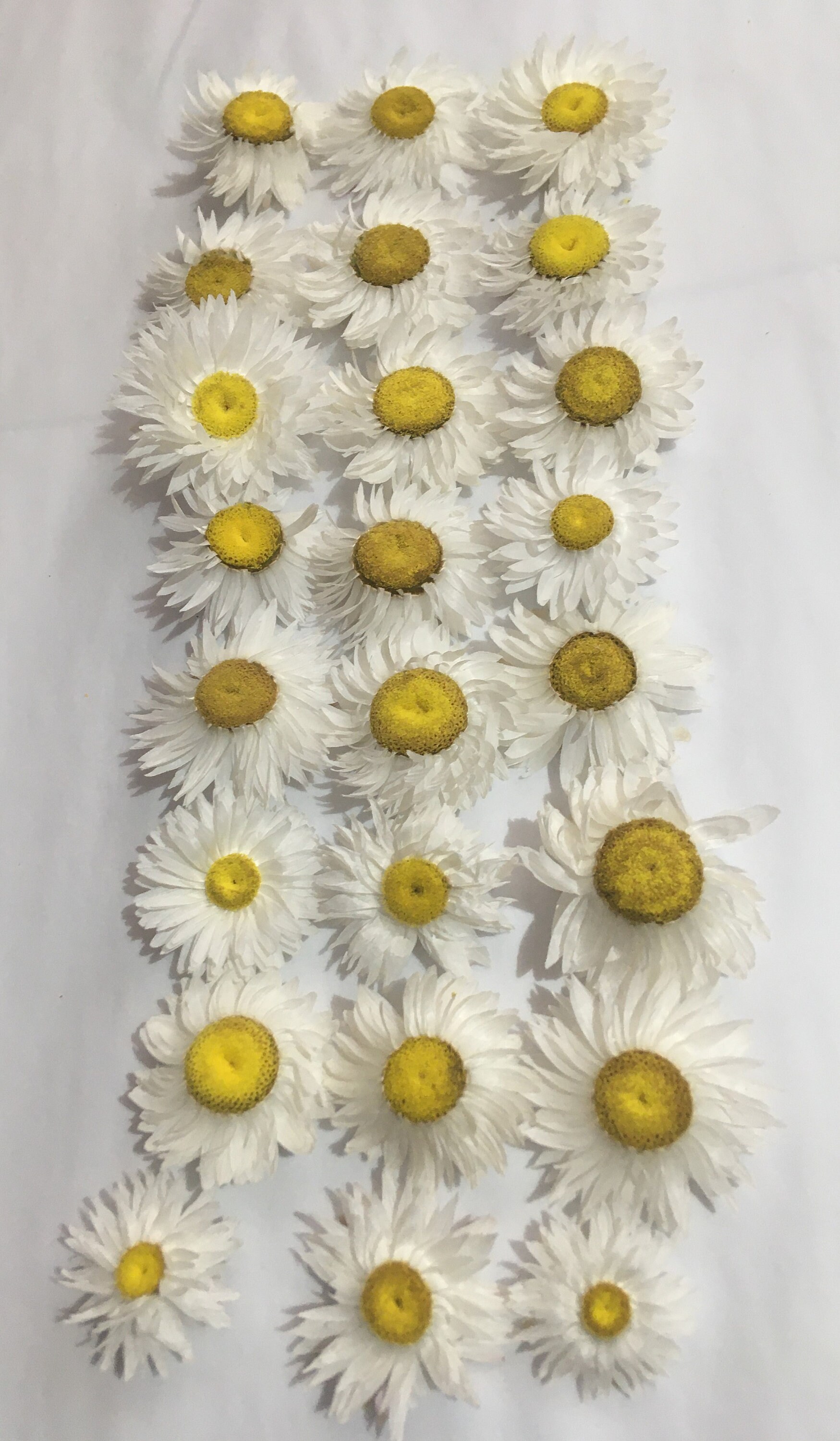 25 dried daisy flower heads for crafting and creating Etsy