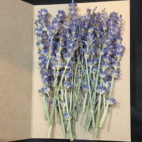 Pressed Flowers Miniature Yellow Sunflower With Stalk 10pcs Etsy