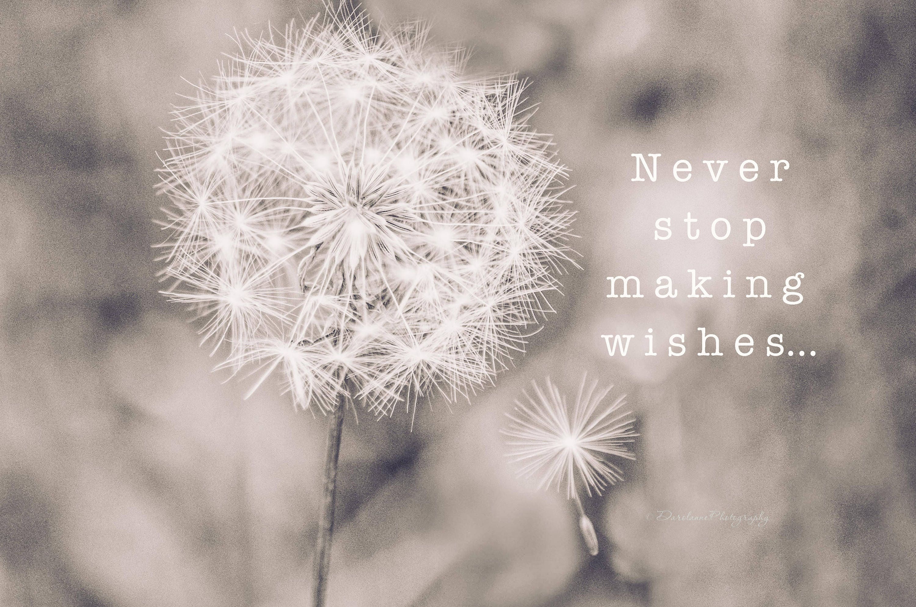 Dandelion Wall Art Dandelion Wall Art Black and White Wall | Etsy