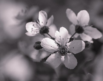 Black and White Photography, Plum Blossom, Wall Art, Plum Blossom Decor, Floral Wall Decor, Floral Wall Art, Home Decor, Cherry Blossom Art