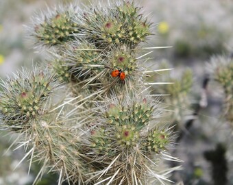 Ladybug With Open Wings on Cactus (Digital File)