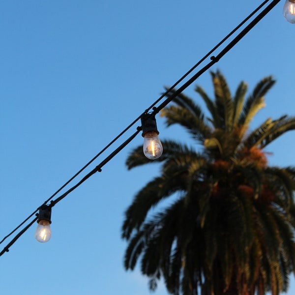 Patio Lights With Palm Tree in Background