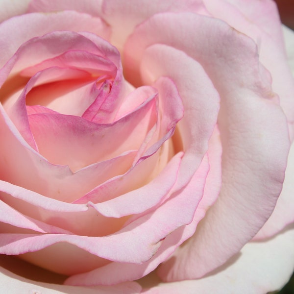 Closeup of Light Pink Rose (Digital File)