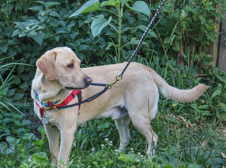 Harness Helper image 1