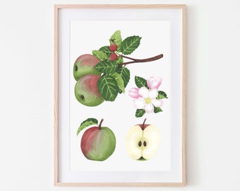 Apfel Kunstdruck, Apfel Poster, botanische Wandkunst - Eine großartige Apfelstudie, die wunderschön zu Hause aussieht