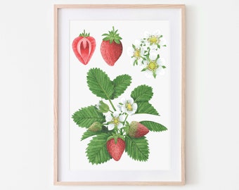 Erdbeerdruck, Essen Kunstdruck, botanische Kunst - Ein schöner botanischer Erdbeerdruck für alle, die Erdbeeren lieben