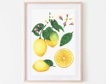 Zitrone, Zitrusdruck, botanische Wandkunst - Ein schöner Druck, perfekt für jede leere Wand oder Regalfläche