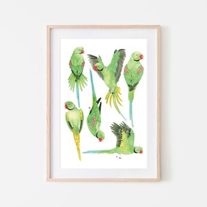 Green ringneck parrot art print, parrot art, illustration - A lovely print bring wildlife into the home and makes a great gift