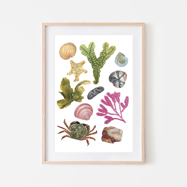 Beachcomber print, rock pool artwork, coastal art - A gorgeous print of lovely things you will find while exploring the beach rock pools.