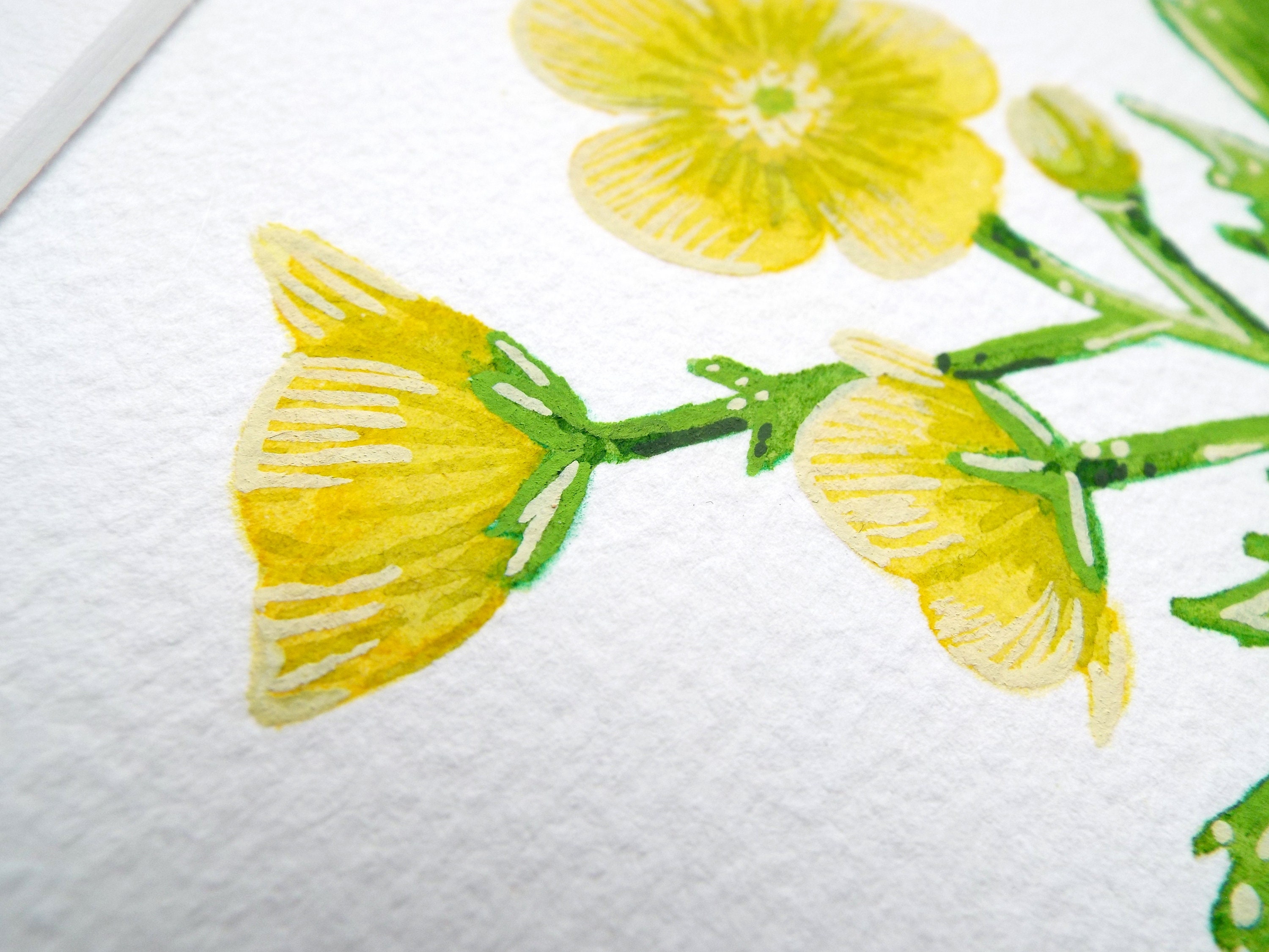 Buttercup flower Painting buttercup gift watercolour floral Etsy