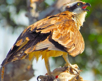 Osprey with fish, Osprey photo, Sea hawk photos, raptor photos, for bird lovers, Title: "A Morning's Catch"