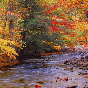 Scenic panoramic, northern VT stream and woodland, the beauty of the fall season, for nature lovers, Title: &quot; The Flow of Autumn&quot;
