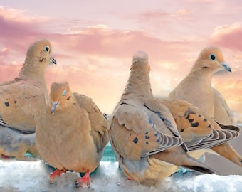 Flock of Mourning Doves, panoramic photo of small birds, mourning doves in winter, picture of birds at rest,   Title: "Mo(u)rning Conclave"