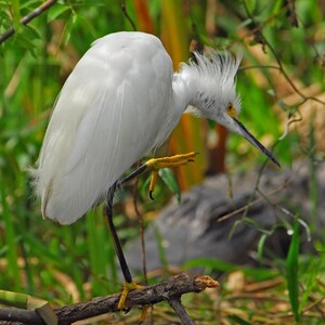 Reiher, Reiher auf Jagd, Vogelreiher, Reiher, Vogelreiher, Vogelreiher, Wattvogel, Vogelreiher, Titel: Stealthy Approach