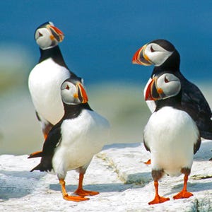 Common Puffins, Machias Seal Island, pelagic birds, cute birds, for bird lovers, Title: &quot;The Board Meeting&quot;