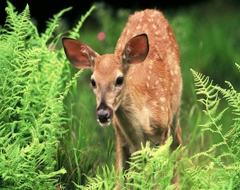 Whitetail fawn photo, young deer photo, wildlife photo, cute wildlife photo, for wildlife lovers  Title: "The First Summer"