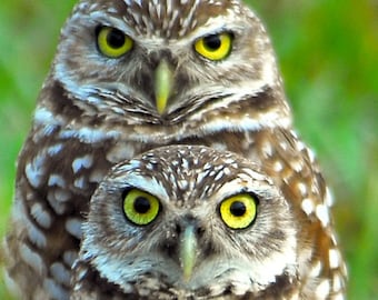 Burrowing owls photo, photo of small owls, raptor photo, cute owl photos, wildlife photos, wild bird photos  Title: "Owl Stack"