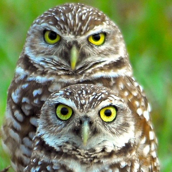 Burrowing owls photo, photo of small owls, raptor photo, cute owl photos, wildlife photos, wild bird photos  Title: "Owl Stack"