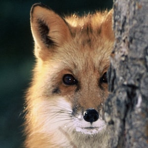 Small animal photo,  wildlife panoramic photo, Red fox photo, for animal lovers, Title: &quot;Curiosity&quot;