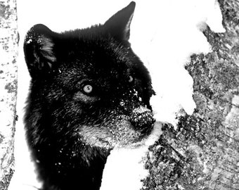 Gray wolf (black phase), wolf close-up photo, wildlife photos, for wildlife lovers  Title: "Furtive Glance"