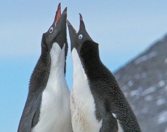 Antarctic penguins, Adelie penguin photo, nesting penguins, Antarctic wildlife, for bird lovers,  Title: Changing the Guard"