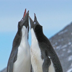 Antarctic penguins, Adelie penguin photo, nesting penguins, Antarctic wildlife, for bird lovers,  Title: Changing the Guard&quot;