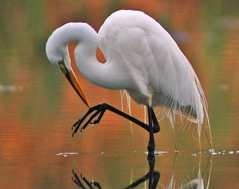 Great egret photo, white wading bird, wading bird photo, for bird lovers, for nature lovers, Title: "Reflected"