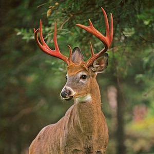 whitetail buck deer, big buck deer, big game animal, 10 point buck, best wildlife photos, for nature lovers,  Title: &quot;Statuesque&quot;