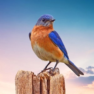 Eastern Bluebird, songbird pictures, VT wildlife, wildlife art, bird on cedar post, for bird lovers, for nature lovers, Title: &quot;Ever Alert&quot;